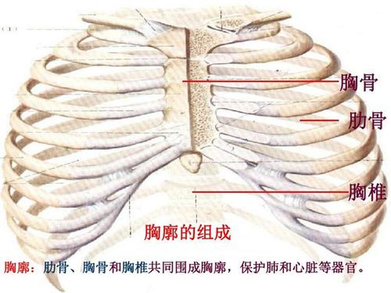 左上胸骨痛_刺痛左胸骨：揭秘隐匿的心脏疾患-第1张图片-健康养生经验分享