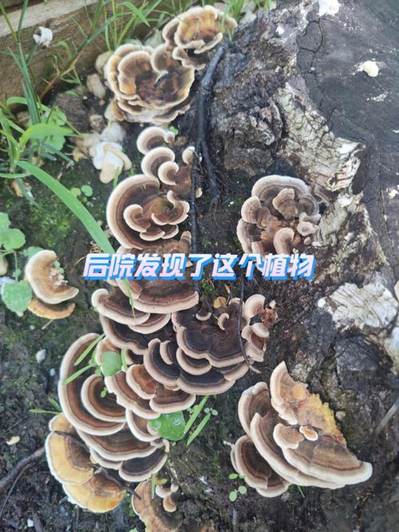 盈活云芝的功效与作用_云芝：抗癌奇葩，免疫卫士-第1张图片-健康养生经验分享