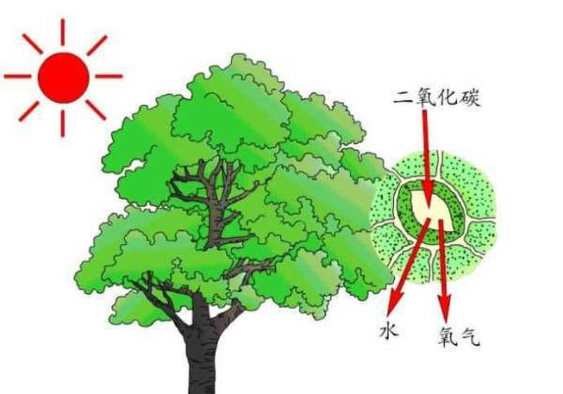 住院吸氧气有什么作用—理解氧气在生命中的至关重要角色-第1张图片-健康养生经验分享