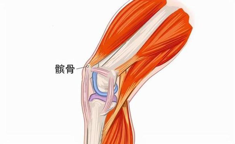 孕后期膝盖痛(孕后期膝盖痛正常吗)-第1张图片-健康养生经验分享