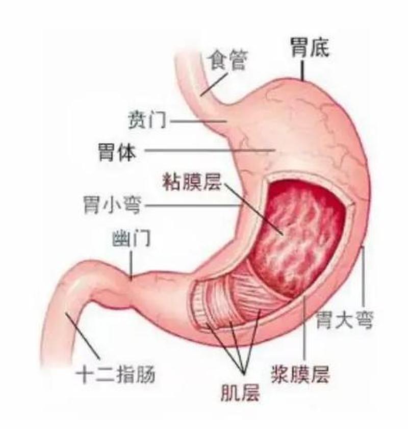 胸口闷胃难受(胸口闷痛胃肠不适，探寻难言之隐)-第1张图片-健康养生经验分享